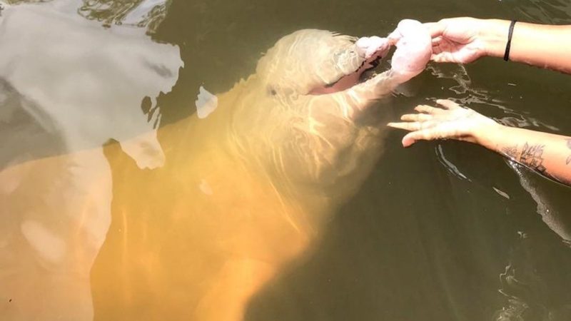 Boto ferido com arpão no Amapá é procurado em comunidade ribeirinha