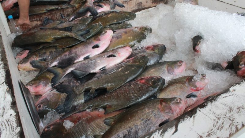 Doença de Haff: Prefeitura de Santana alerta a população para o consumo do pacu