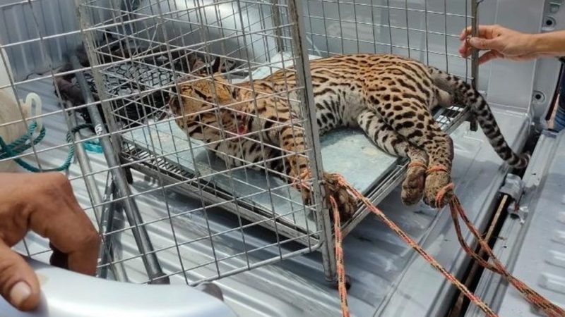 Jaguatirica morre após ser capturada por moradores na área urbana de Santana