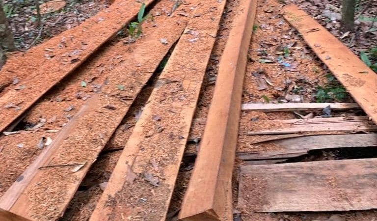 Batalhão Ambiental faz a prisão de infratores pelo crime de extração ilegal de madeira e uso de motosserra sem licença.