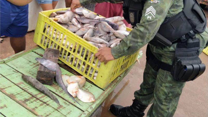 Em Macapá, equipe do Batalhão Ambiental realiza apreensão de pescado irregular