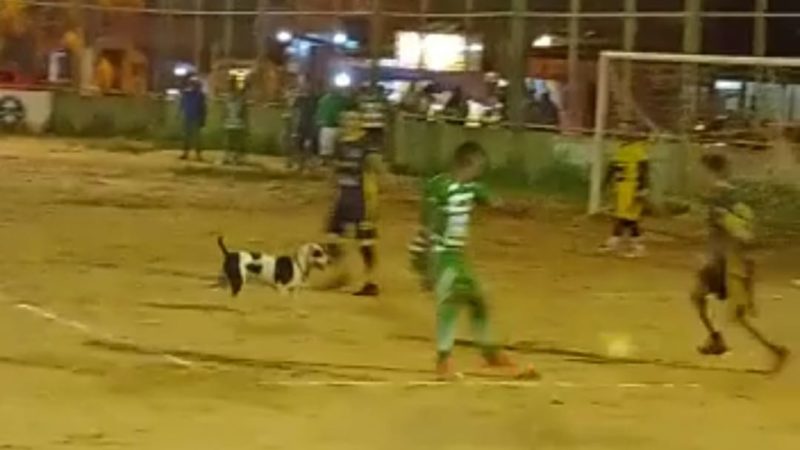 Faltaaa! Vídeo mostra cachorro que entra em partida de futebol e derruba jogador