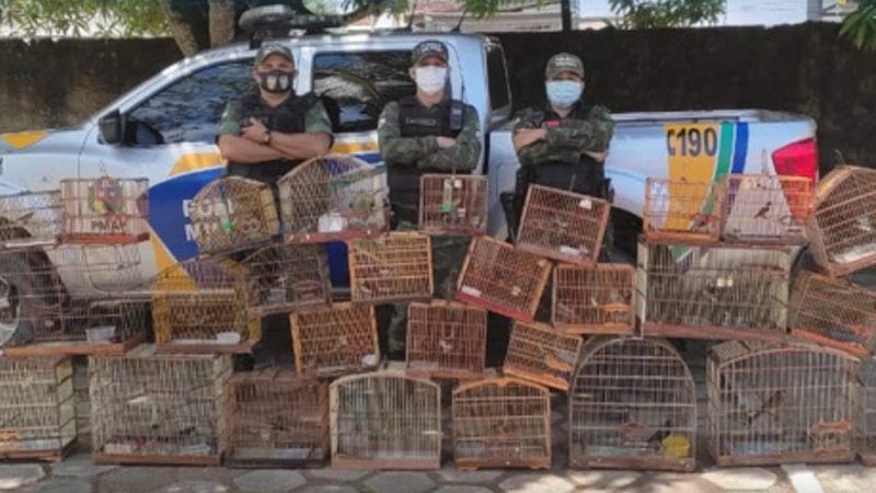 Batalhão Ambiental recebe 35 pássaros de suposto proprietário que não possuía licenças para criação