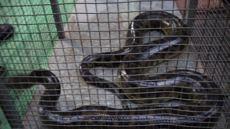 Corpo de Bombeiros captura sucuri com 1,5 metros em área de ressaca de Santana