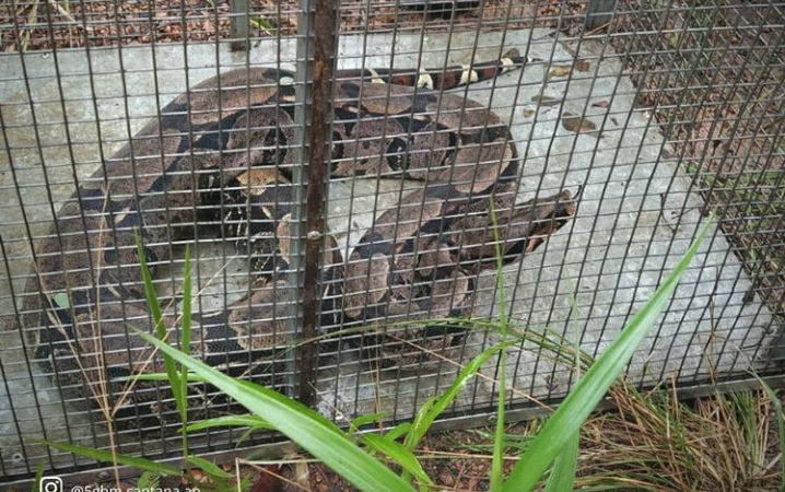 Em Santana: Corpo de Bombeiros captura jiboia em área próxima de feira popular
