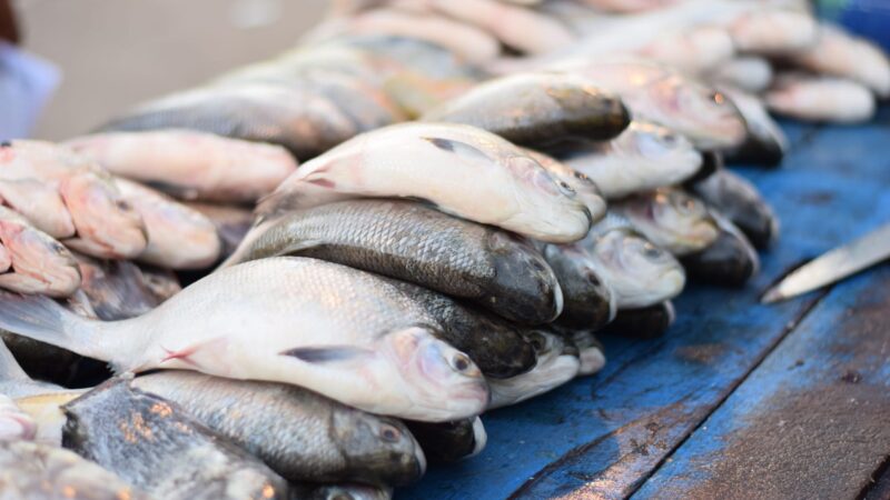 Prefeitura de Santana oferece peixes com preços reduzidos na Semana Santa