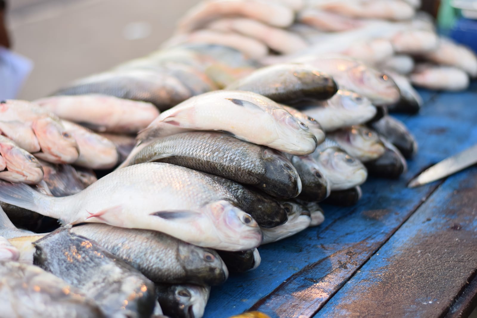 Prefeitura de Santana oferece peixes com preços reduzidos na Semana Santa