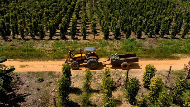 Agricultura: Cultura da pimenta-do-reino ganha espaço em Pedra Branca