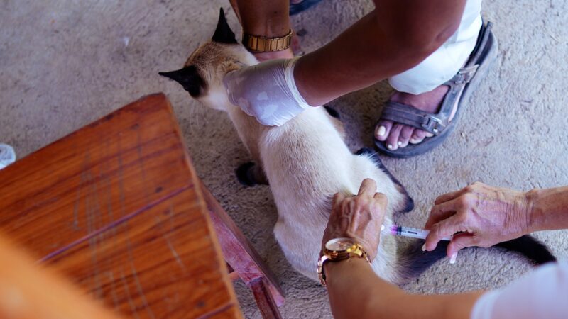 Prefeitura de Santana divulga ação com cronograma de vacinação contra a raiva