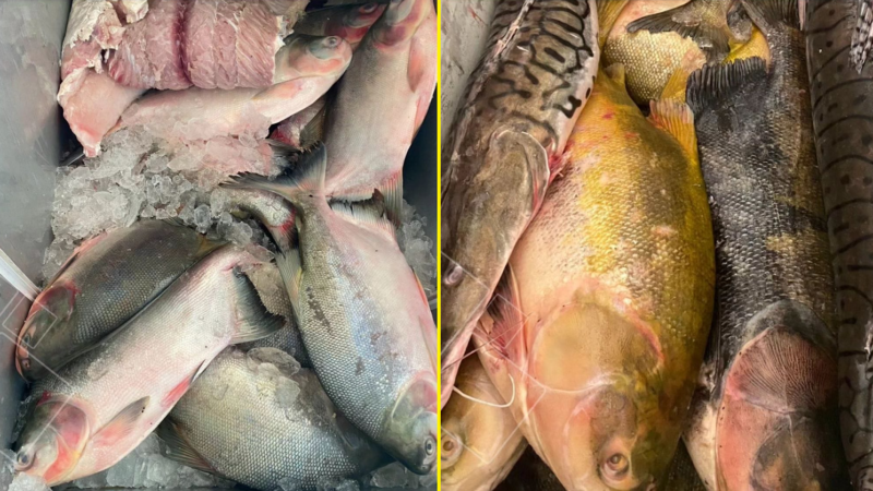 Fiscalização: Batalhão Ambiental apreende carne de jacaré e pescado no defeso