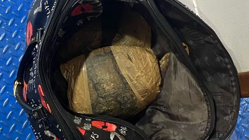 Porto de Santana: Batalhão Ambiental prende mulher com tracajá enrolados em fita