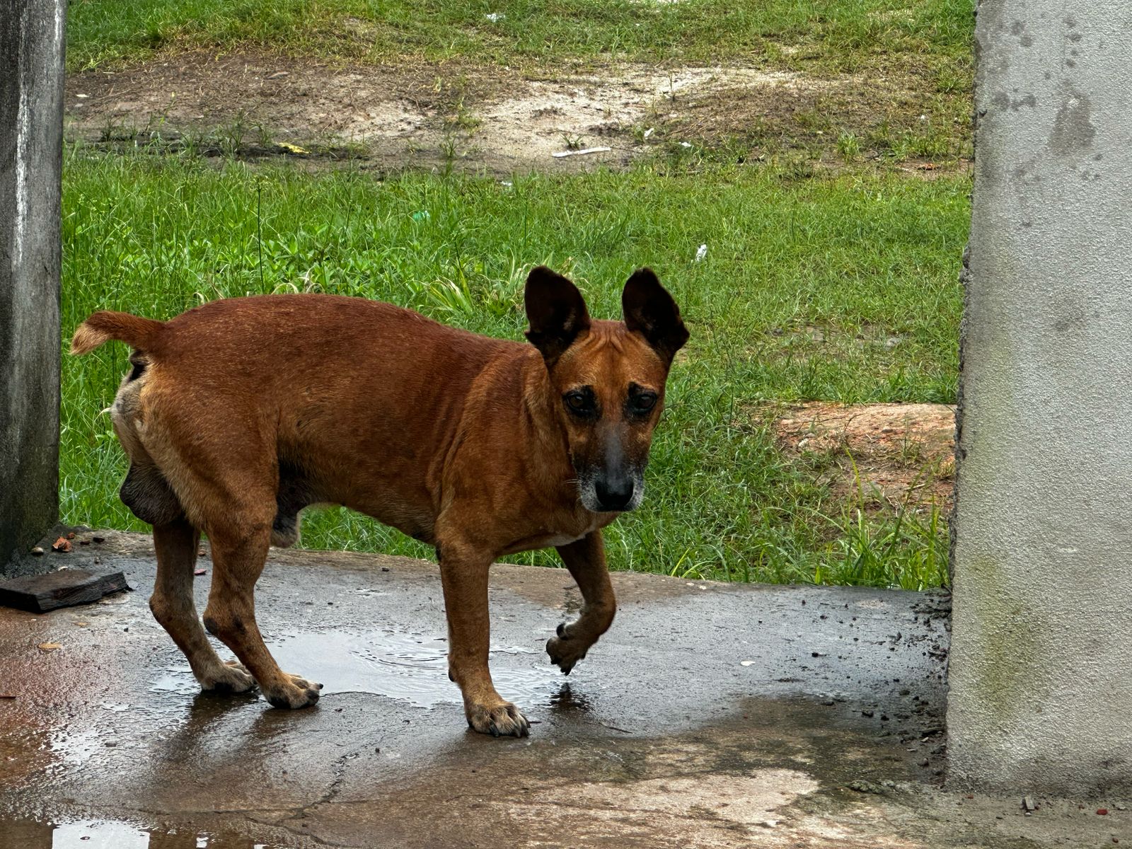 Prefeitura de Santana alerta sobre abandono de animais em vias públicas