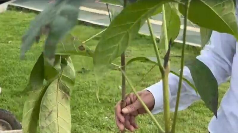 Prefeitura de Santana põe e prática o projeto “Adote uma Árvore”