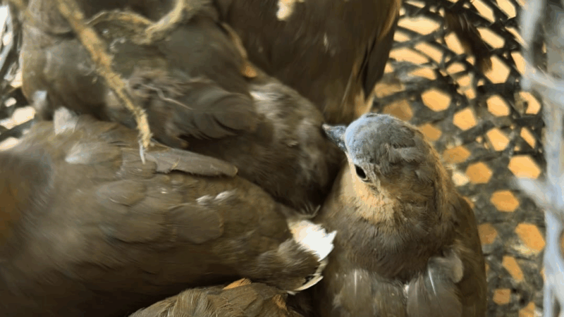 Juriti: Pássaros são apreendidos durante fiscalização em Santana