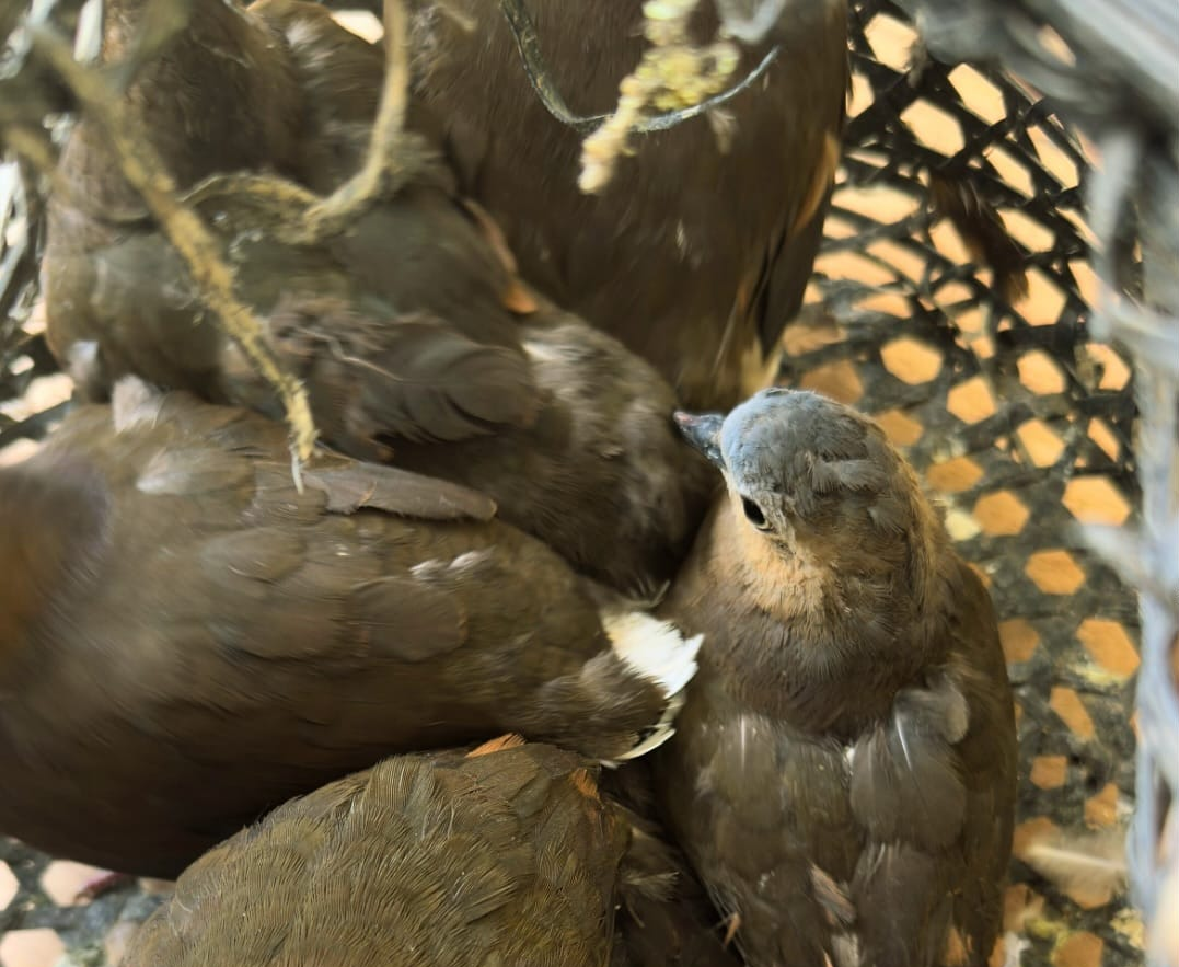 Juriti: Pássaros são apreendidos durante fiscalização em Santana