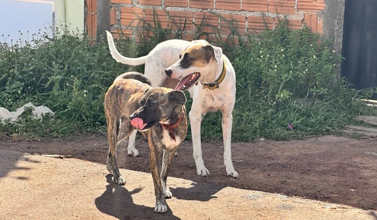 Prefeitura de Santana destaca importância do Janeiro Branco voltado à saúde mental dos animais