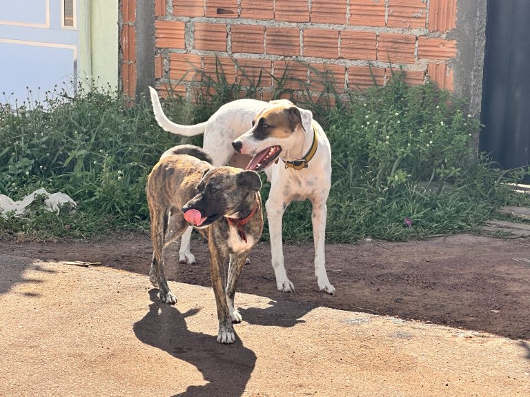 Prefeitura de Santana destaca importância do Janeiro Branco voltado à saúde mental dos animais