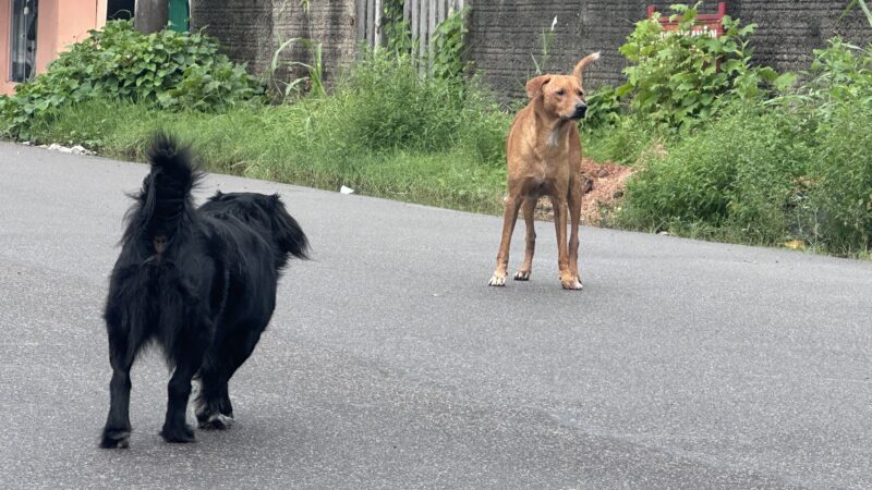 Maio Amarelo: “Eu freio para os animais” ganha destaque nas ações de conscientização
