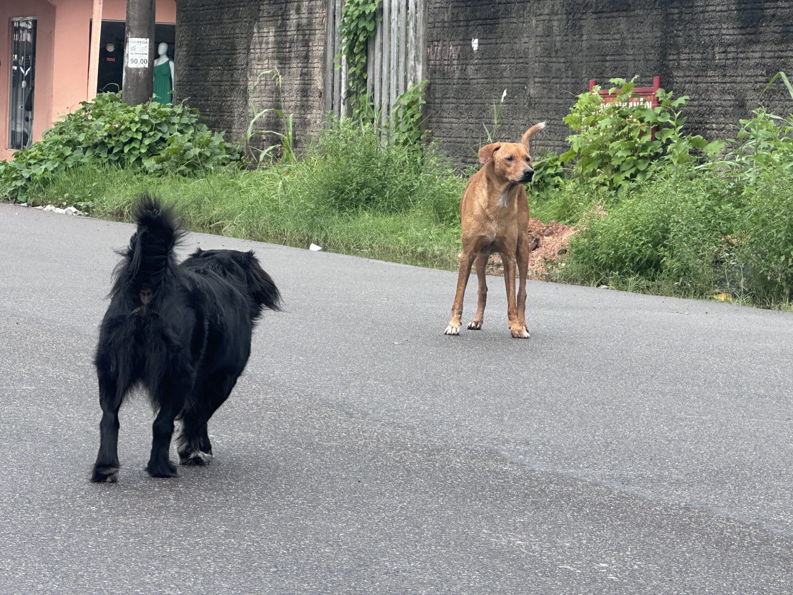 Maio Amarelo: “Eu freio para os animais” ganha destaque nas ações de conscientização