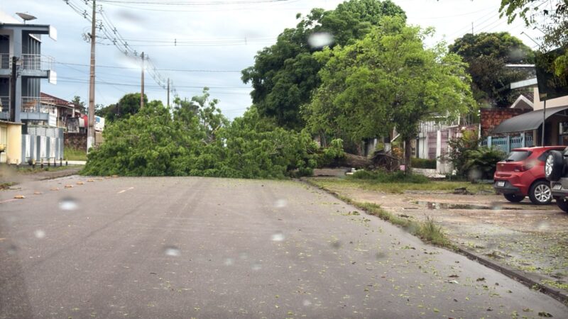 Em Santana: Temporal derruba árvore e bloqueia avenida movimentada em Santana