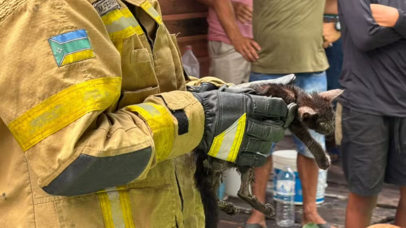 No Ambrósio: Filhote de gato resgatado durante incêndio morre após problemas respiratórios