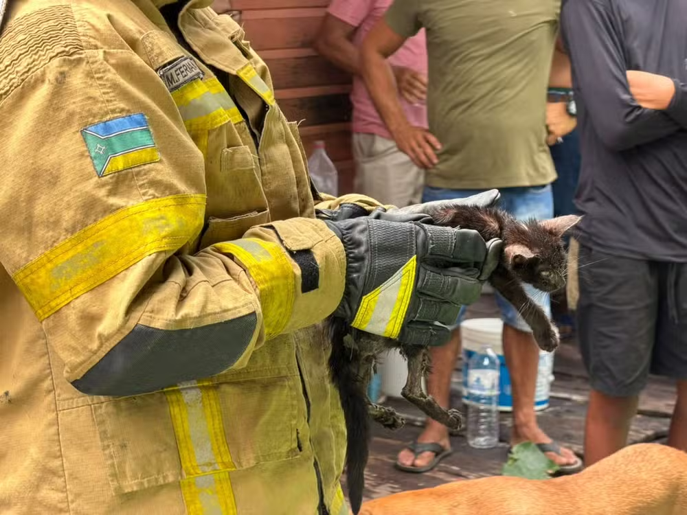 No Ambrósio: Filhote de gato resgatado durante incêndio morre após problemas respiratórios